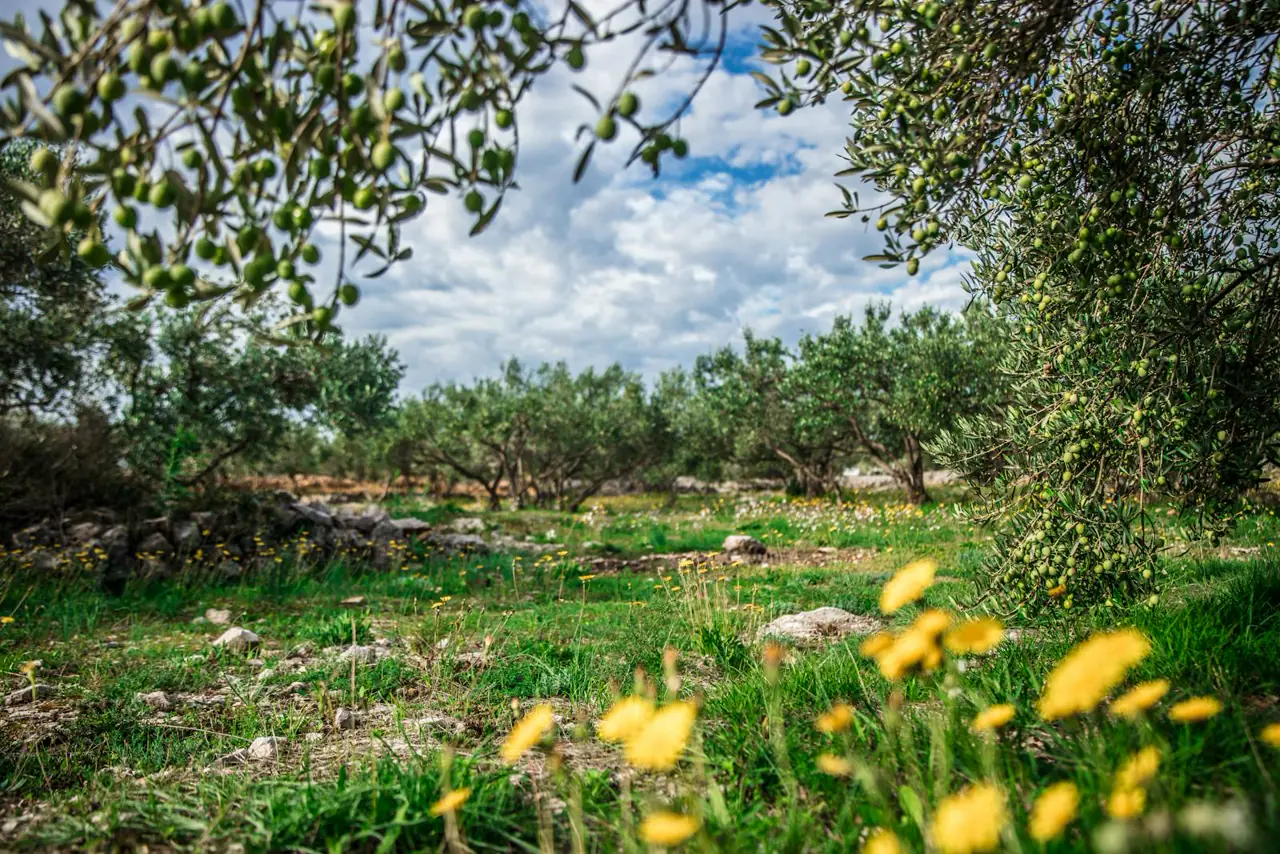 Milas, Muğla